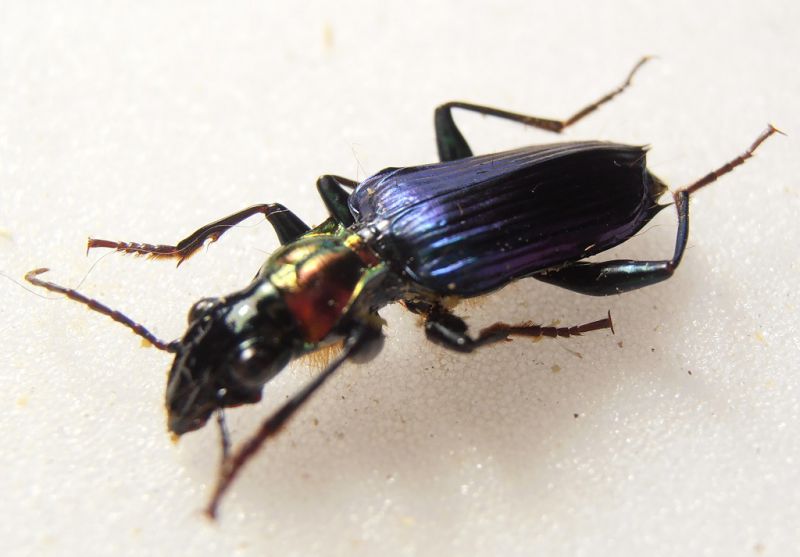 Carabidae Papua 4.jpg