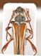 Stenopterus 2.jpg