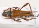 Stenopterus fom Croatia.jpg
