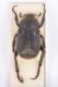 Hoplia-praticolaDSC_9543rid1.jpg