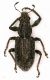Curculionidae_Castel-San-Pietro_6-IV-2010.jpg