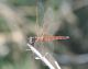 PortoRecanati_20150704_a.JPG