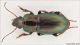 Harpalus_lo.jpg