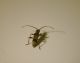 tn_anaglyptus gibbosus 1.JPG