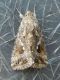 Autographa sp. SME Sud 15.VI.2015 004_01.JPG