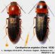 Cardiophorus argiolus (Géné, 1836).JPG