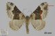 5138_galiata_Epirrhoe_m1A.jpg