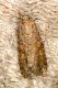 Spodoptera exigua copia.JPG