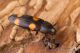 IMG_9996_Dircaea_australis.JPG