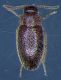 Leiodidae_Capranica_Prenestina_6-IV-2010.jpg