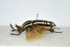 Chelorrhina2.jpg
