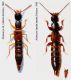 Paederinae - Sardegna.JPG