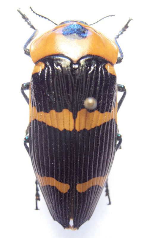 Calodema bifasciata 2.jpg