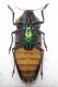 Calodema bifasciata 4.jpg