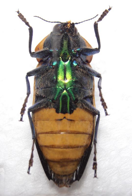 Calodema bifasciata 4.jpg