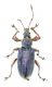 Phyllobius (Metaphyllobius) glaucus (Scopoli, 1793)♂7мм28.06.15Hardegsen (51°39'44.0N 9°48'53.0E).jpg