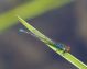 IMGP0064_Erythromma_sp_sm.JPG