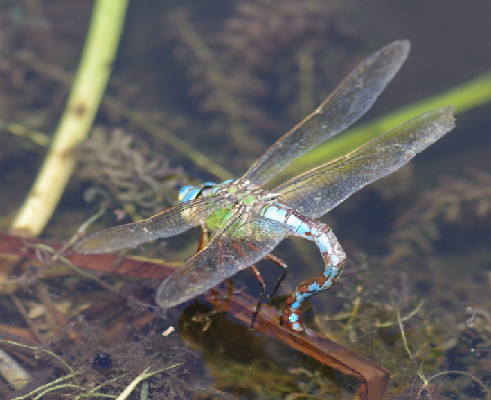 IMGP0057_Anax_sp_sm.JPG