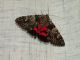 DSCN2608.jpg
