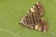IMG_0378_Idia_calvaria.JPG