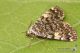 IMG_0382_Idia_calvaria.jpg