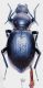 Tentyria grossa sardiniensis Ardoin, 1973.JPG