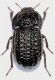 Opatrum (Colpophorus) emarginatum Lucas, 1849.jpg