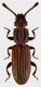 Oryzaephilus surinamensis (Linné, 1758).jpg