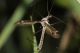2012.04.19 Fontanone tipula 2.JPG