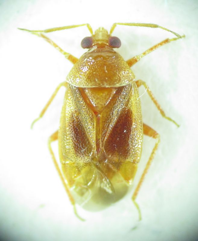 Alloeotomus cyprius.jpg