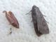 Agrotis_ipsilon_adulto (2).jpg