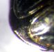 B.eleonorae_02.jpg