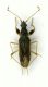 Heterott 02 7mm.JPG
