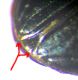 B.sclanoi_03.jpg