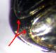 B.eleonorae_03.jpg