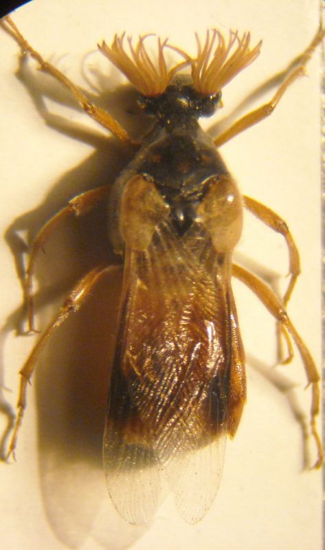 Rhipiphorus 001 A.jpg