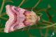 IMG_6028_Periphanes_delphinii.JPG