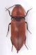 Elater-ferrugineum-DSC_9568OKRid.jpg