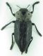 Buprestidae sp 32mm 06-07-2015 Zelve.jpg