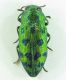Buprestidae sp 9,5mm 10-7-2015 Urla Ev.jpg