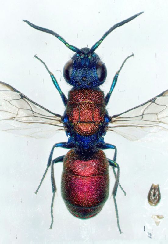 csimulacrarid2.jpg