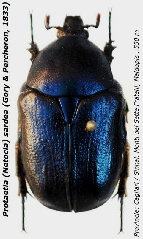 Protaetia (Netocia) sardea (Gory & Percheron, 1833).JPG