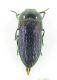 Buprestidae sp 8,5mm 10-07-2015 Urla Ev.jpg