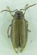 Chrysomelidae sp 7mm 12-07-2015 Urla Ev.jpg