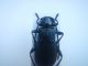 Ropalopus 001.JPG