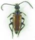 Cerambycidae sp 9mm 05-07-2015 Nevşehir.jpg