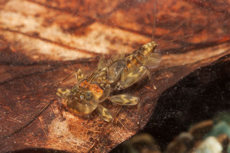 Ephemeroptera_larvae_0882.jpg