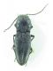 Elateridae sp 7mm 04_07-2015 Nevşehir.jpg