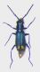 Cyrtosus dispar m.jpg