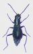 Cyrtosus dispar f.jpg